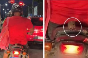 Inteligência animal: rato é flagrado pegando carona em motocicleta