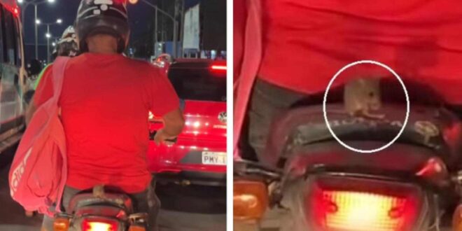 Inteligência animal: rato é flagrado pegando carona em motocicleta