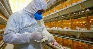 Vigilância contínua do Idaf mantém Acre livre da influenza aviária e Doença de Newcastle