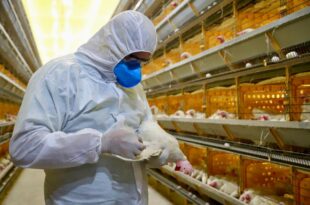 Vigilância contínua do Idaf mantém Acre livre da influenza aviária e Doença de Newcastle