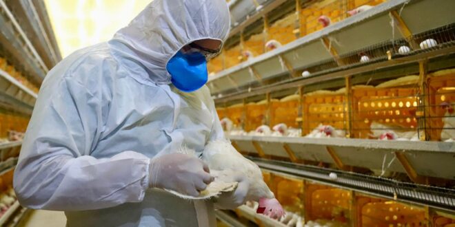 Vigilância contínua do Idaf mantém Acre livre da influenza aviária e Doença de Newcastle
