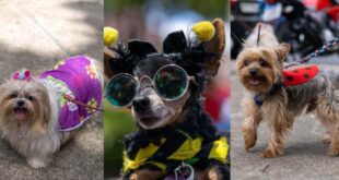 Carnaval animal: em BH pets entram na folia com Bloco AUlegria neste sábado (21/2)