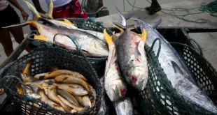Após consumo de peixe, casos da rara doença de Haff são confirmados no AM