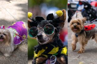 Carnaval animal: em BH pets entram na folia com Bloco AUlegria neste sábado (21/2)
