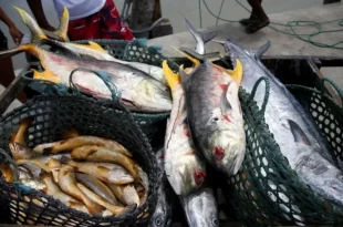 Após consumo de peixe, casos da rara doença de Haff são confirmados no AM