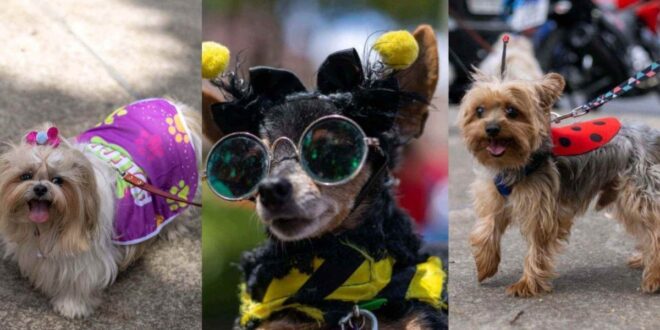 Carnaval animal: em BH pets entram na folia com Bloco AUlegria neste sábado (21/2)