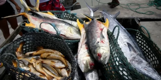 Após consumo de peixe, casos da rara doença de Haff são confirmados no AM