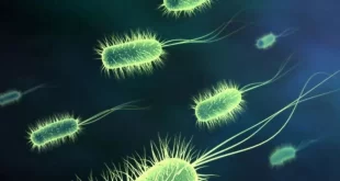 Bactéria de 5 mil anos encontrada no gelo resiste a antibióticos e preocupa cientistas