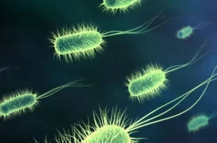 Bactéria de 5 mil anos encontrada no gelo resiste a antibióticos e preocupa cientistas