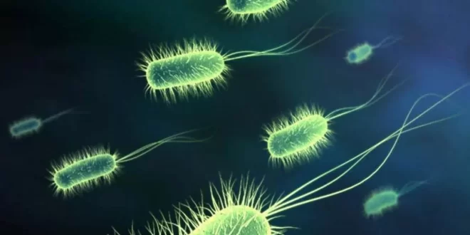 Bactéria de 5 mil anos encontrada no gelo resiste a antibióticos e preocupa cientistas
