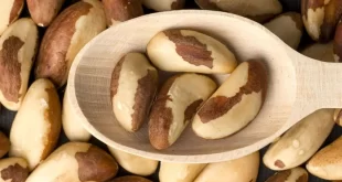 Boa notícia para o Acre: Brasil abre mercado para castanha-do-Brasil na Turquia