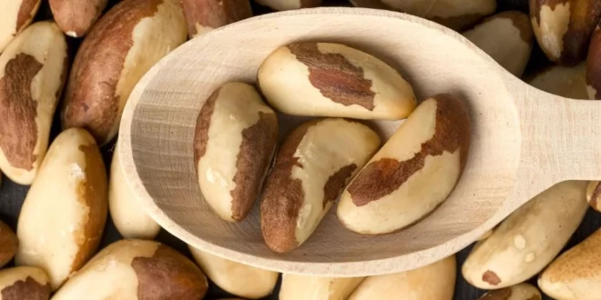 Boa notícia para o Acre: Brasil abre mercado para castanha-do-Brasil na Turquia