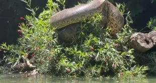 Atletas encontram sucuri gigante durante treino de canoagem