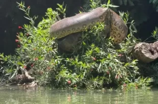 Atletas encontram sucuri gigante durante treino de canoagem