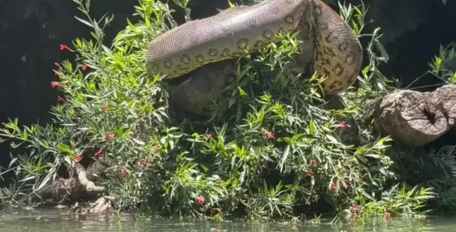 Atletas encontram sucuri gigante durante treino de canoagem
