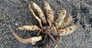 Altamente letal: planta ‘macabra’ acende alerta após ser encontrada em praia