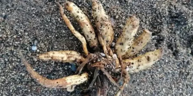Altamente letal: planta ‘macabra’ acende alerta após ser encontrada em praia