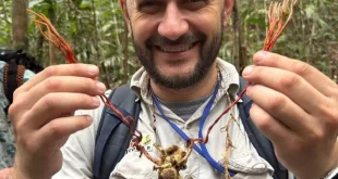 Fungo do “The Last of Us” é identificado em tarântula na Amazônia