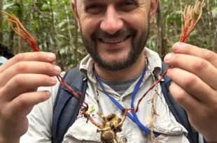 Fungo do “The Last of Us” é identificado em tarântula na Amazônia