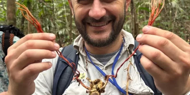 Fungo do “The Last of Us” é identificado em tarântula na Amazônia