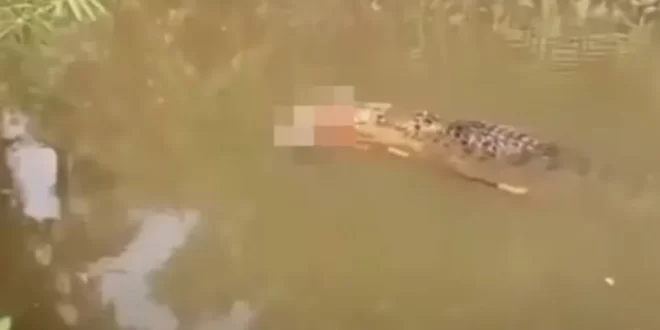 Crocodilo de 6 metros é visto carregando corpo de mulher desaparecida