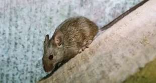 Peste Negra está ativa nos EUA — e já fez vítima fatal em 2025