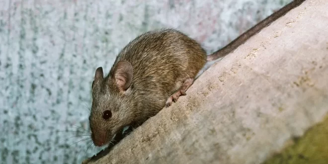 Peste Negra está ativa nos EUA — e já fez vítima fatal em 2025