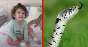 Arretada: menina de dois anos morde e mata serpente que a atacou