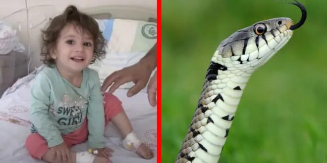 Arretada: menina de dois anos morde e mata serpente que a atacou