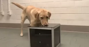 Sensibilidade canina: cães detectam câncer pelo faro antes mesmo do diagnóstico