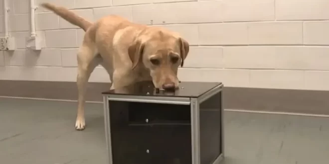 Sensibilidade canina: cães detectam câncer pelo faro antes mesmo do diagnóstico