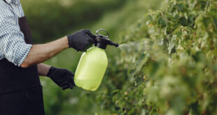 Tudo contaminado: agrotóxico aparece nos ultraprocessados como bolachas, miojos e bisnaguinhas