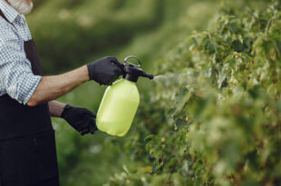 Tudo contaminado: agrotóxico aparece nos ultraprocessados como bolachas, miojos e bisnaguinhas