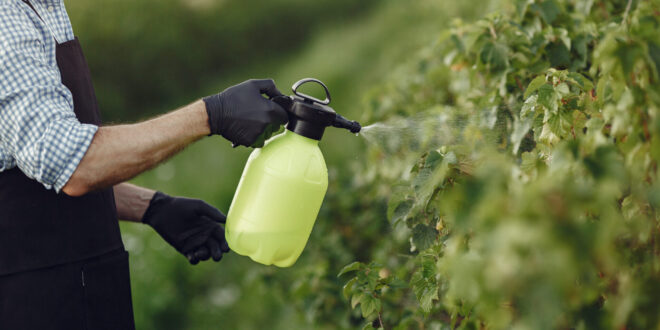 Tudo contaminado: agrotóxico aparece nos ultraprocessados como bolachas, miojos e bisnaguinhas