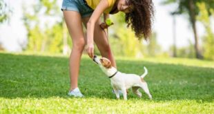 Curiosidade animal: latido do cachorro fala diferentes idiomas; veja exemplos curiosos