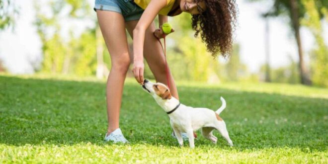 Curiosidade animal: latido do cachorro fala diferentes idiomas; veja exemplos curiosos
