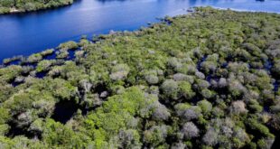 Governo federal lança edital para combate ao desmatamento na Amazônia