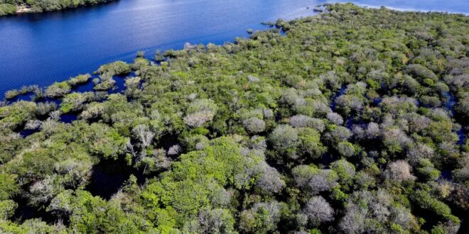 Governo federal lança edital para combate ao desmatamento na Amazônia