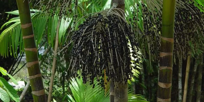 Governo abre chamada para projetos que vão apoiar 30 mil famílias na Amazônia