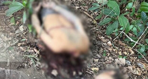 Violência no Acre: ordem de execução de indígena encontrado decapitado em Envira teria sido dada por facção do Acre