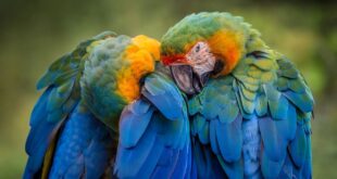 Inteligência animal: papagaios foram testemunhas em processo de divórcio