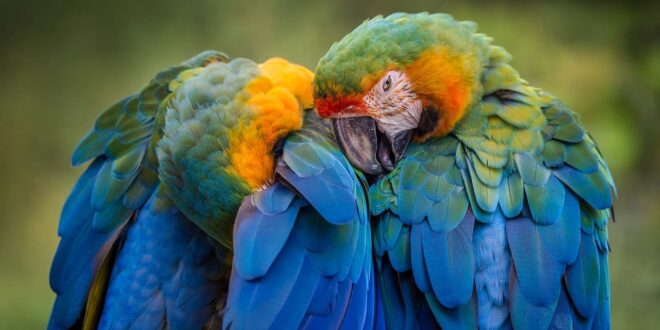 Inteligência animal: papagaios foram testemunhas em processo de divórcio