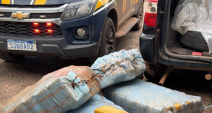 Droga no balde: mais de 230 kg de skunk são apreendidos na BR-364