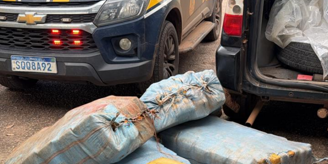 Droga no balde: mais de 230 kg de skunk são apreendidos na BR-364