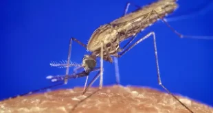 Febre Oropouche: vírus passou por adaptação genética e tem nova linhagem no Brasil