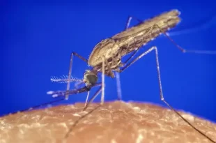 Febre Oropouche: vírus passou por adaptação genética e tem nova linhagem no Brasil
