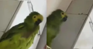 Divide o beck com o pet e acaba presa no PR