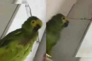 Divide o beck com o pet e acaba presa no PR