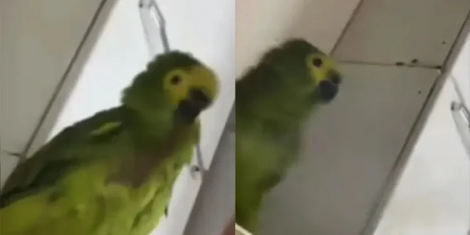 Divide o beck com o pet e acaba presa no PR