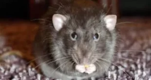Ratos invadem cidade do RS e moradores em pânico dizem que não podem nem abrir as janelas